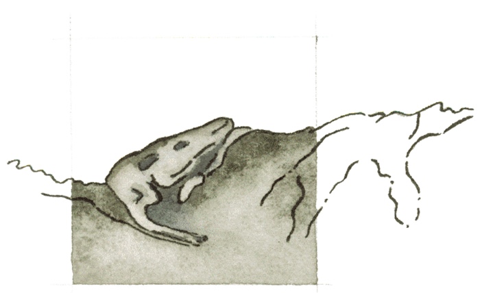 Illustration of a frog on a rock